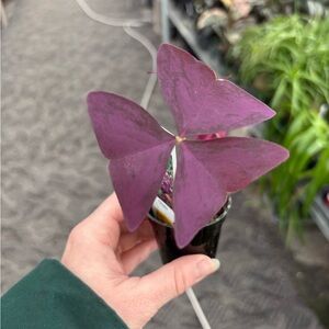 Purple Oxalis (Shamrock) Potted Plant